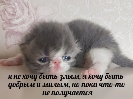❤️‍🩹 Стикер «Cats memes» для Telegram
