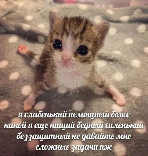 😢 Стикер «Cats memes» для Telegram