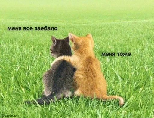 🫂 Стикер «Cats memes» для Telegram