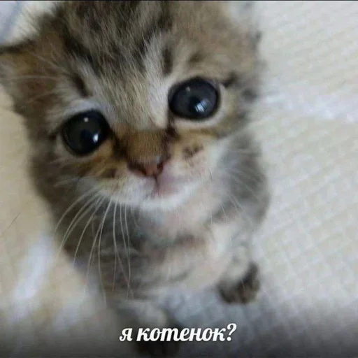 🥺 Стикер «Cats memes» для Telegram