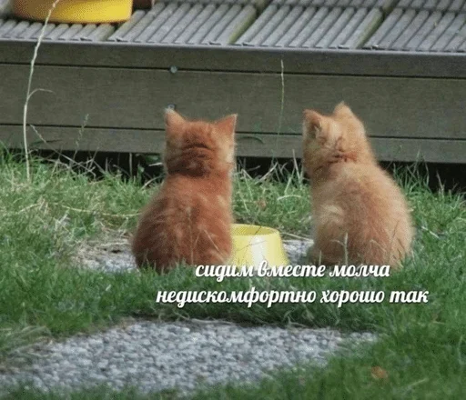 💘 Стикер «Cats memes» для Telegram