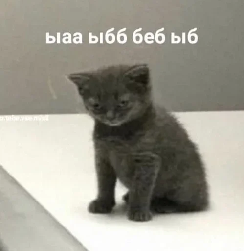 😶‍🌫️ Стикер «Cats memes» для Telegram
