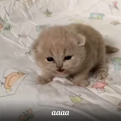 😲 Стикер «Cats memes» для Telegram