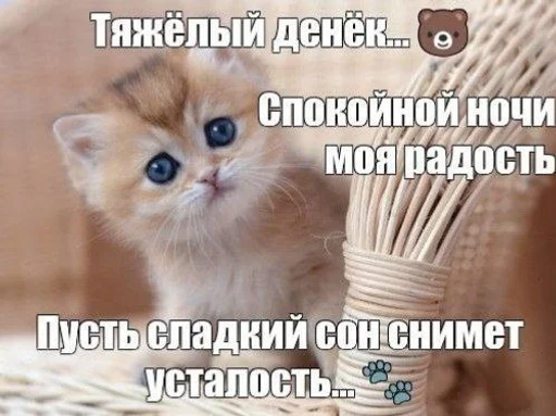 ❤️‍🩹 Стикер «Cats memes» для Telegram
