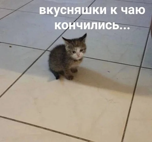 😭 Стикер «Cats memes» для Telegram
