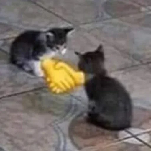 🤝 Стикер «Cats memes» для Telegram