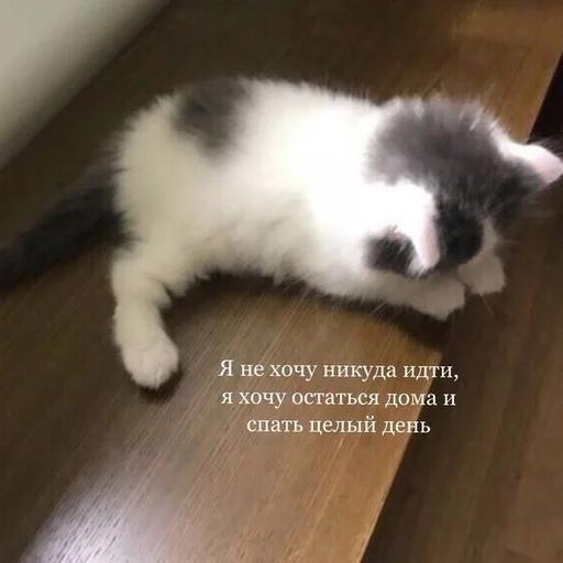 😭 Стикер «Cats memes» для Telegram