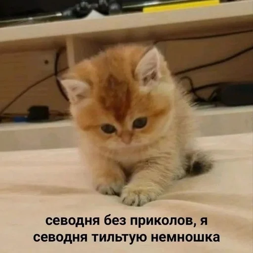 😔 Стикер «Cats memes» для Telegram