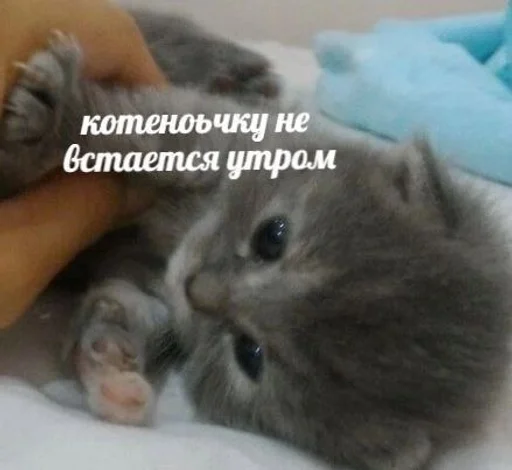 ☹️ Стикер «Cats memes» для Telegram