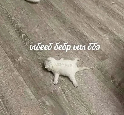 😭 Стикер «Cats memes» для Telegram