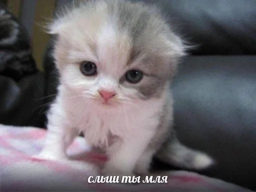 😒 Стикер «Cats memes» для Telegram