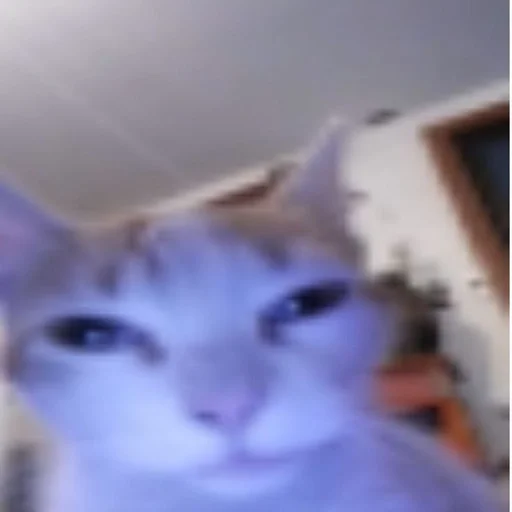 😐 Стикер «Cats memes» для Telegram