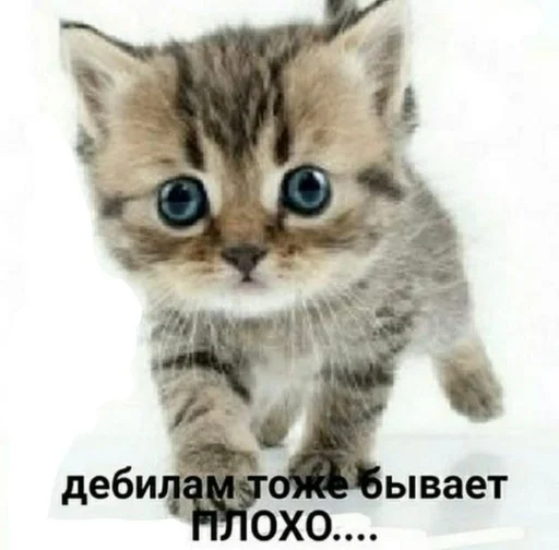 😞 Стикер «Cats memes» для Telegram