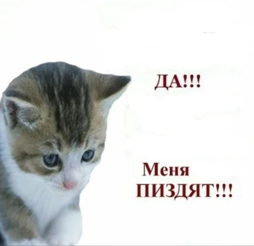 😭 Стикер «Cats memes» для Telegram