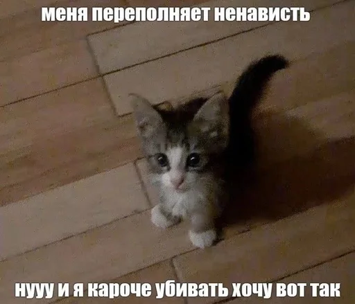 Стикерпак Cats memes для Telegram