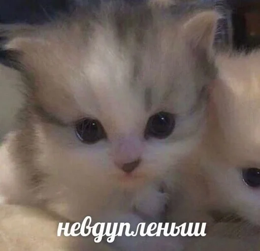 ☺️ Стикер «Cats memes» для Telegram