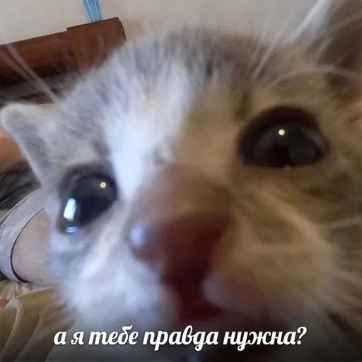 🥹 Стикер «Cats memes» для Telegram