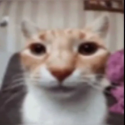 😦 Стикер «Cats memes» для Telegram