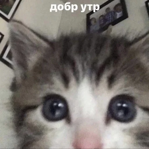💋 Стикер «Cats memes» для Telegram