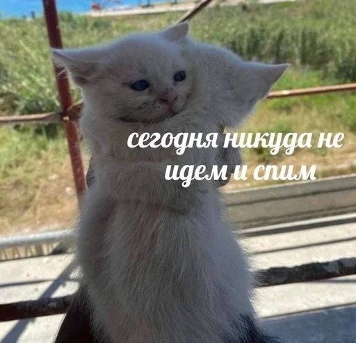 💋 Стикер «Cats memes» для Telegram