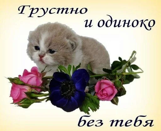 😢 Стикер «Cats memes» для Telegram