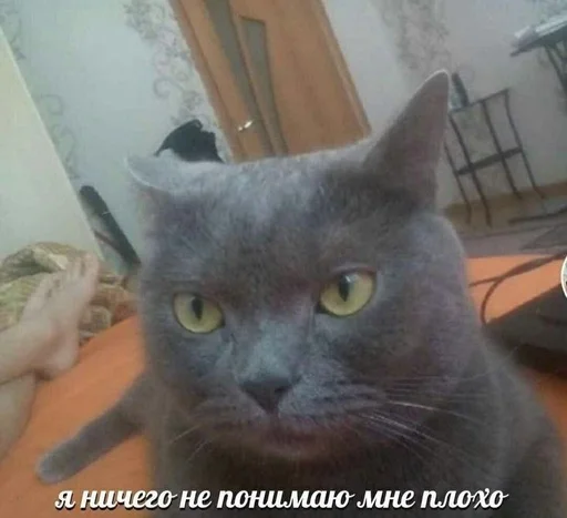 😕 Стикер «Cats memes» для Telegram