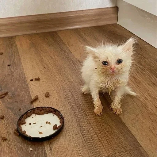 😭 Стикер «Cats memes» для Telegram