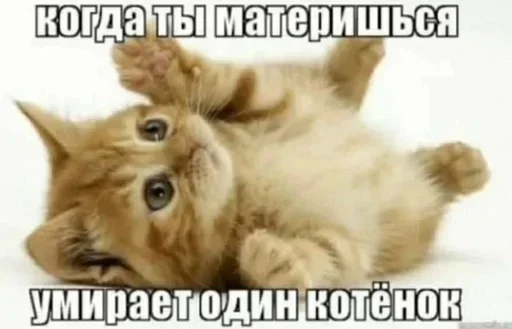 🤍 Стикер «Cats memes» для Telegram