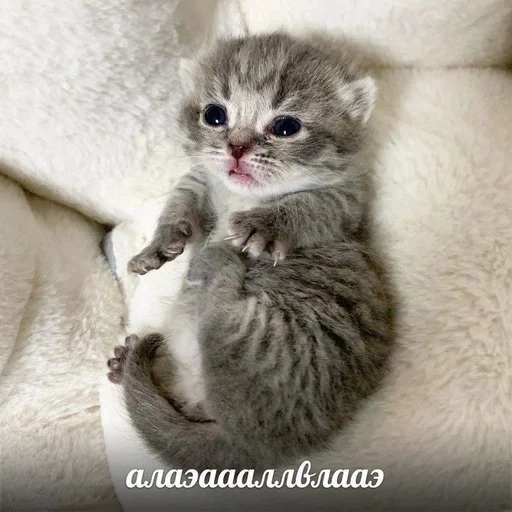 🤓 Стикер «Cats memes» для Telegram