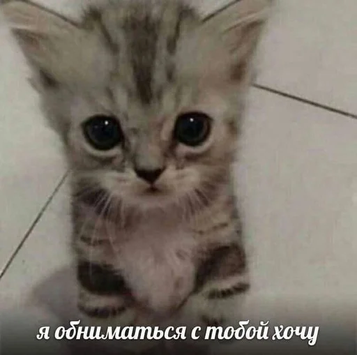 🥺 Стикер «Cats memes» для Telegram