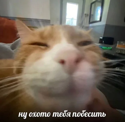 😳 Стикер «Cats memes» для Telegram