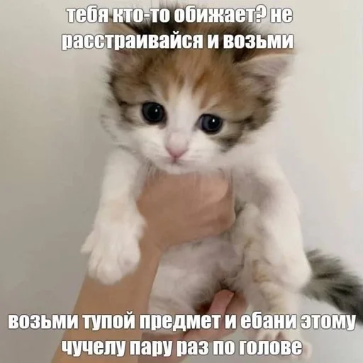 😞 Стикер «Cats memes» для Telegram