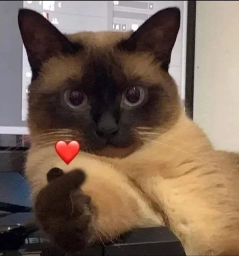 ❤️ Стикер «Cats memes» для Telegram