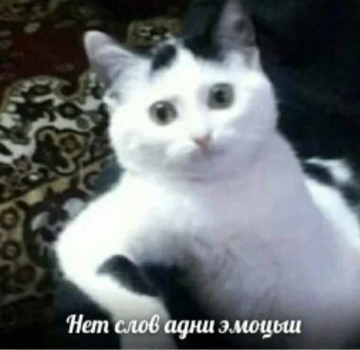 😳 Стикер «Cats memes» для Telegram