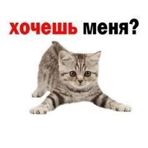 😳 Стикер «Cats memes» для Telegram