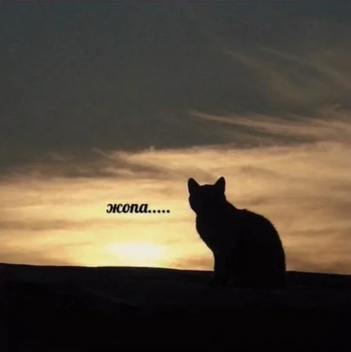 🍑 Стикер «Cats memes» для Telegram
