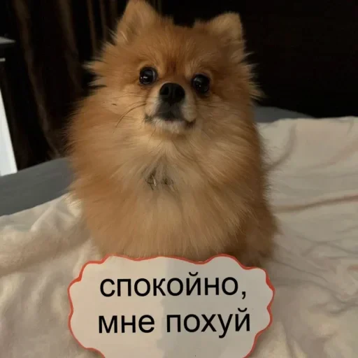 🤩 Стикер «Януля27» для Telegram