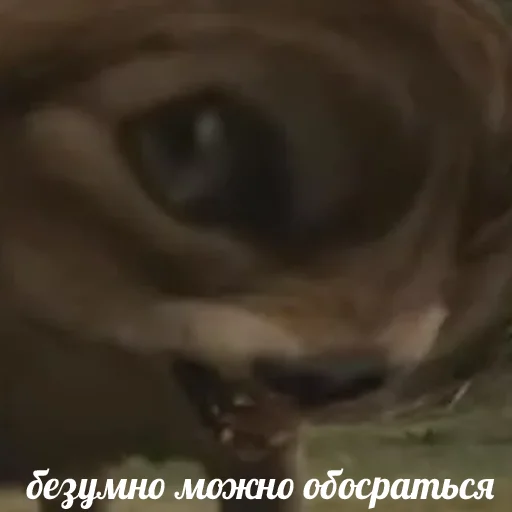 🤫 Стикер «Я посрал» для Telegram