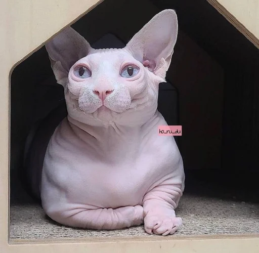 😌 Стикер «кошечка гламурная» для Telegram