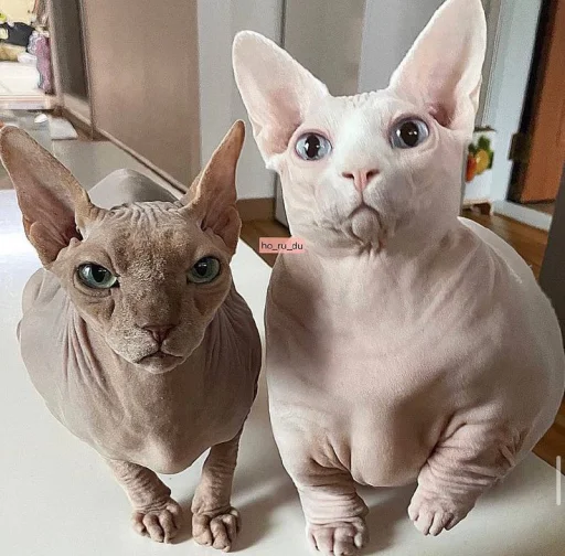 🥺 Стикер «кошечка гламурная» для Telegram