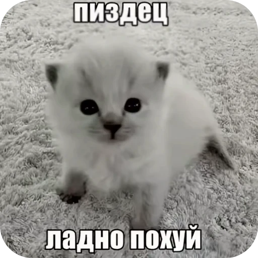 😶 Стикер «стики» для Telegram