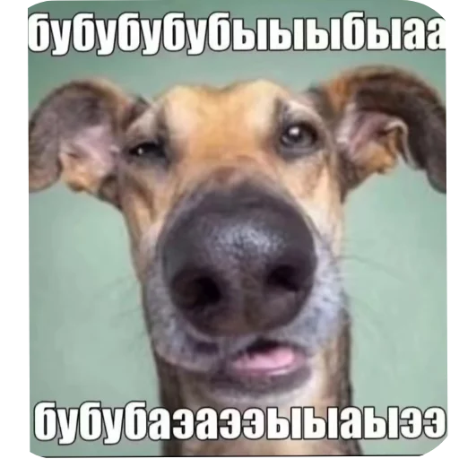 🐶 Стикер «стики» для Telegram