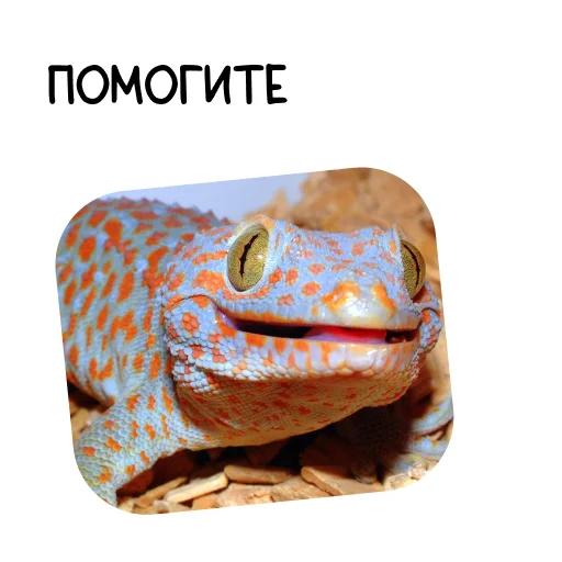 😟 Стикер «Ящерица» для Telegram