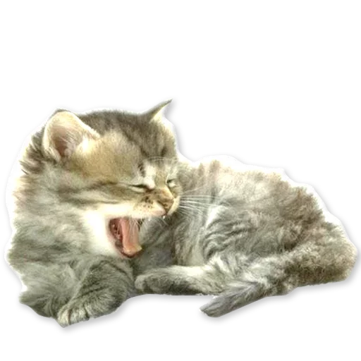 😽 Стикер «Зевота» для Telegram
