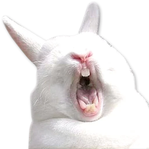 🐰 Стикер «Зевота» для Telegram