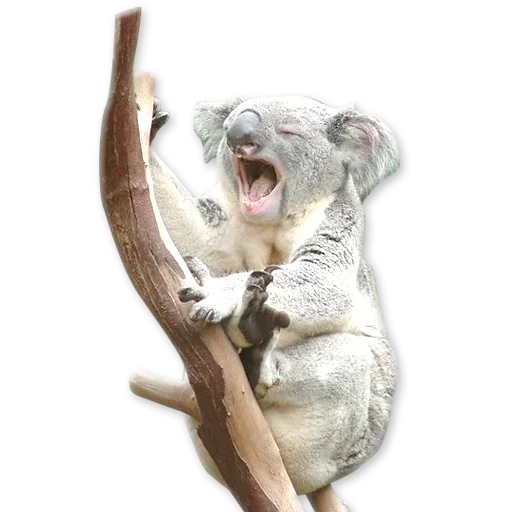 🐨 Стикер «Зевота» для Telegram