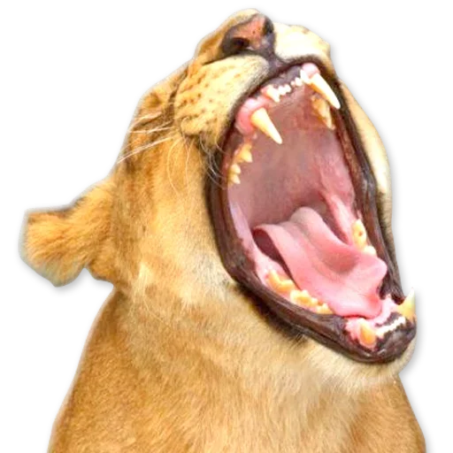 🦁 Стикер «Зевота» для Telegram