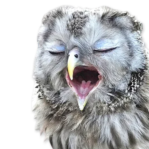 🦉 Стикер «Зевота» для Telegram