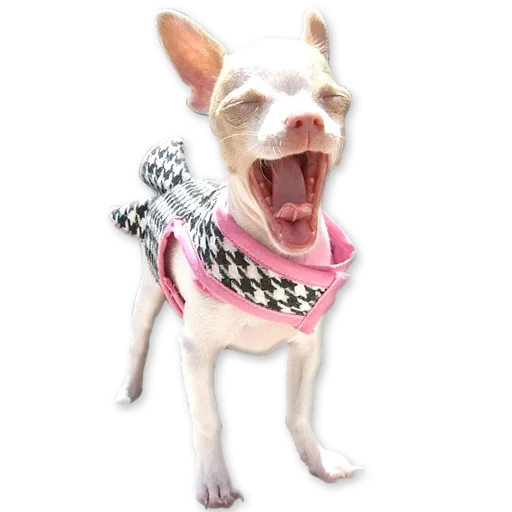 🐶 Стикер «Зевота» для Telegram