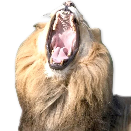 🦁 Стикер «Зевота» для Telegram